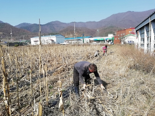 [카메라뉴스] 이동 제한 풀린 괴산 주민들, 밀린 농사일로 분주