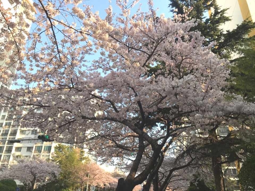 부산 남천동 벚꽃 오늘 만개…평년보다 4일 빨라