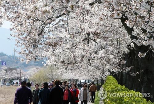 벚꽃 만개 앞둔 강릉시 "올해는 제발 오지 마세요"