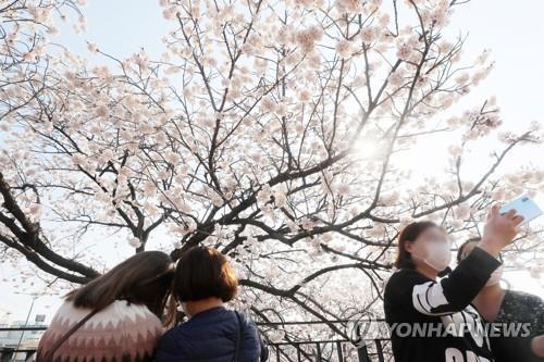 "벚꽃놀이서 개인 거리 2m 유지"…청주시 행정명령 실효성 논란