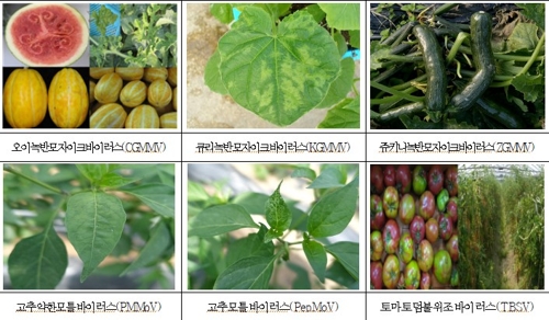 강원농기원, 원예작물 바이러스 진단키트 무상 분양