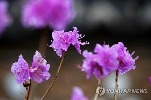 대구·경북 흐리고 낮부터 비…내일까지 10∼30mm