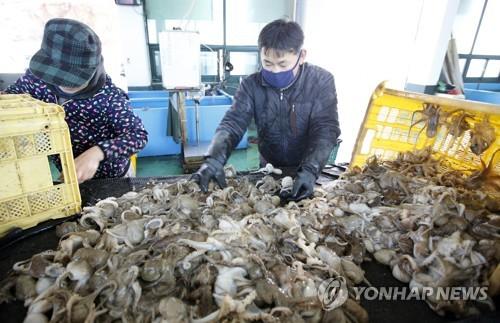 작년 안산 수역 주꾸미 어획량 127%↑…'산란장 조성' 효과