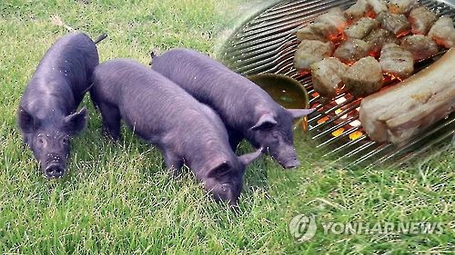 [줌in제주] 천연기념물 지정 5년…제주흑돼지 맛의 비밀은?