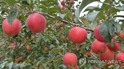 과일 생산 농가 소득 16년 만에 71% 증가
