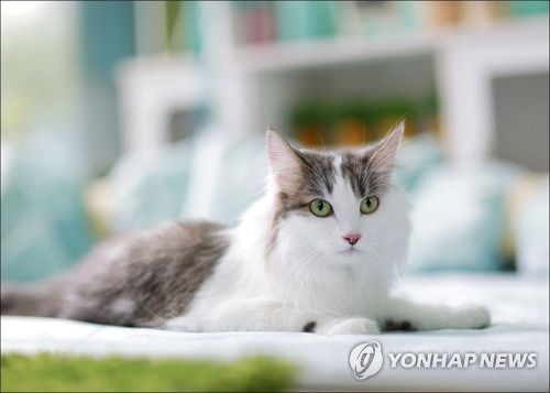 잃어버린 고양이 식별용 유전자 마커 개발