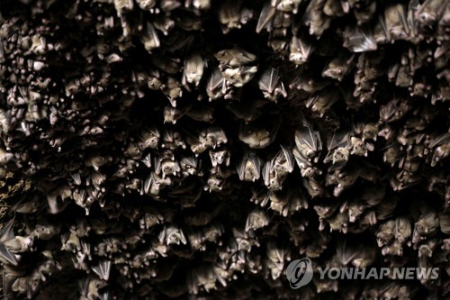 "박쥐는 인간의 적이 아닙니다"…페루서 떼죽음 위기 박쥐 구출