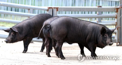 [줌in제주] 천연기념물 지정 5년…제주흑돼지 맛의 비밀은?