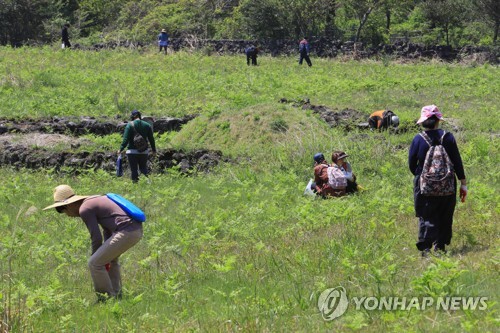 '고사리 꺾다 길 잃을라'…제주소방, 길 잃음 안전사고 주의보