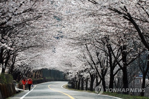 "코로나19 확산 방지" 하동 화개장터 벚꽃축제 취소