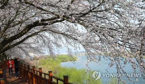 "섬진강 벚꽃 상춘객 올라"…구례 5일시장 임시 휴장