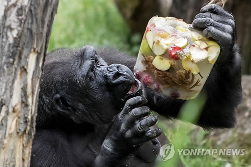 코로나19에 '인류 사촌' 고릴라·오랑우탄 멸종위기 커진다