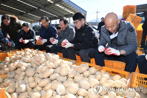 "강원 PTS 핵사랑 부탁드려요" 감자 선별장 달려간 '문순C'