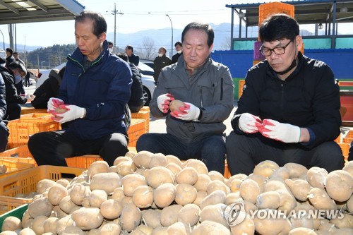 "강원 PTS 핵사랑 부탁드려요" 감자 선별장 달려간 '문순C'