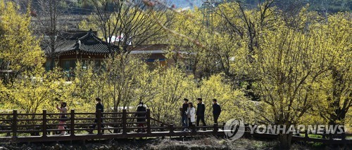 "그래도 봄" 봄꽃으로 마음 달래는 남도의 상춘객