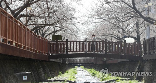 벚꽃망울 터지기 직전…군항제 취소에도 상춘객 몰릴라