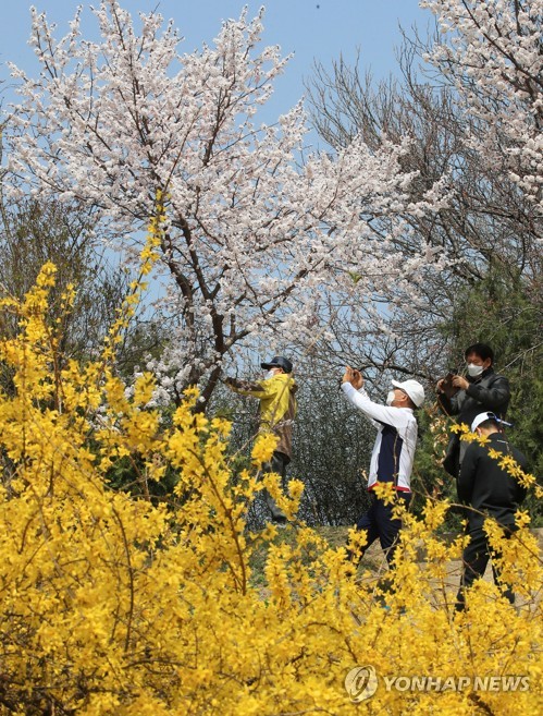 '코로나19에도 봄은 봄'…화사한 꽃 유혹에 늘어난 야외 나들이