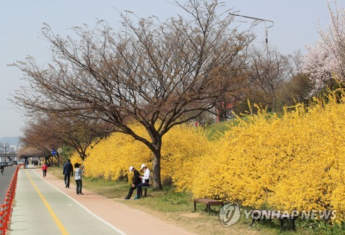 "봄바람에 코로나도 날아가길" 조심조심 휴일 꽃 나들이(종합)