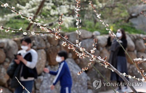 "꽃도 다 졌는데"…광양 매화마을에 마스크 낀 관광객 '북적'