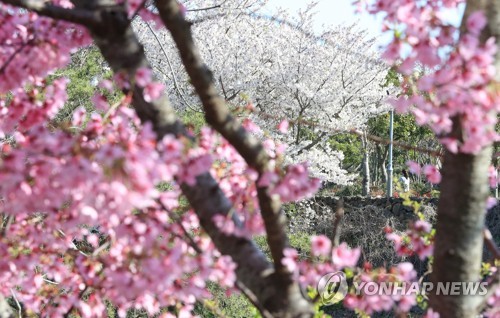 제주벚꽃 작년보다 하루 빨리 개화…"3월말 전후 절정"