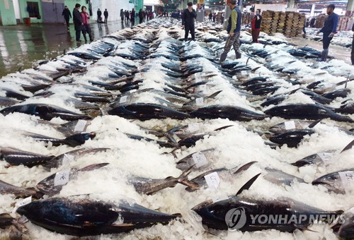 제주바다서 잡은 참다랑어 230t 위판…8억4천만원에 팔려