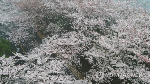 '분홍 팝콘 퐁퐁' 제주 벚꽃 만발…작년보다 2일 빨라