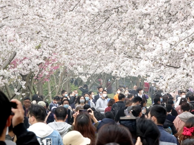 지난 22일(현지시간) 중국 장쑤성 우시시의 위안터우주 공원에서 시민들이 활짝 핀 벚꽃 아래를 걷고 있다. /  우시=연합뉴스