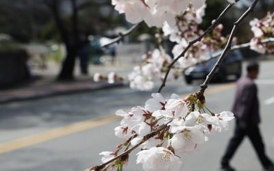 여의도 봄꽃길 전면 통제된다…봄꽃축제 취소 이은 후속 조치