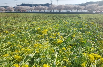 삼척시 '축구장8배' 유채꽃밭 갈아엎었다…"상춘객 발길 끊이지 않아서"