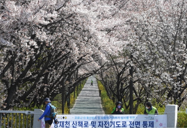 '사회적 거리두기' 위해 통제된 양재천 벚꽃길