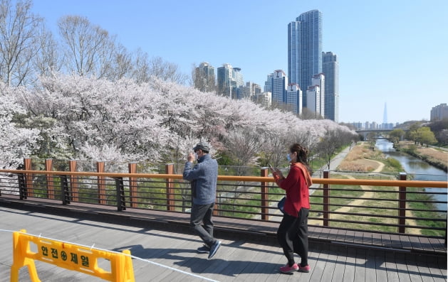 '사회적 거리두기' 위해 통제된 양재천 벚꽃길