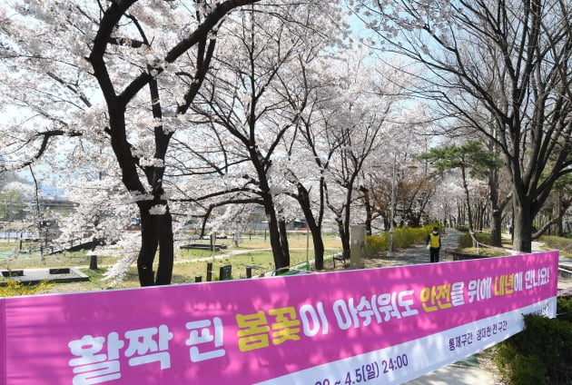 '사회적 거리두기' 위해 통제된 양재천 벚꽃길