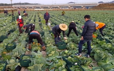 "군부대까지 나섰다"…농번기 일손 부족에 쏟아지는 관심