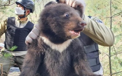 멸종위기종 지리산 반달가슴곰, 새끼 3마리 출산