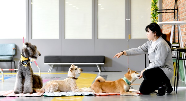 [합격 비밀노트] 서른에 찾은 꿈의 직업 ‘개린이 선생님’… 신세진 미래엔 에듀케어 ‘바우라움’ 펫 트레이너