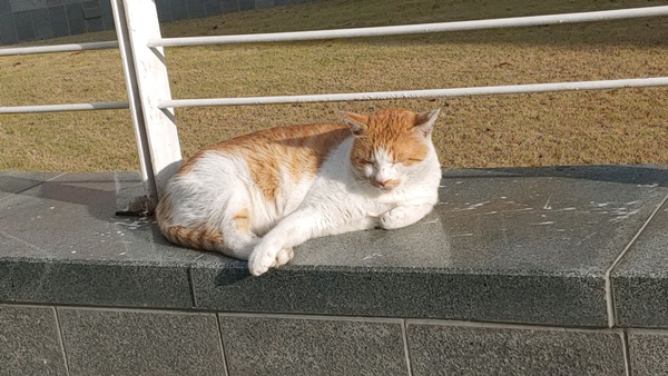 ‘캠퍼스 냥이’를 지키는 대학생 집사들…동아리 서포터즈로 &#39;길고양이&#39; 지킨다