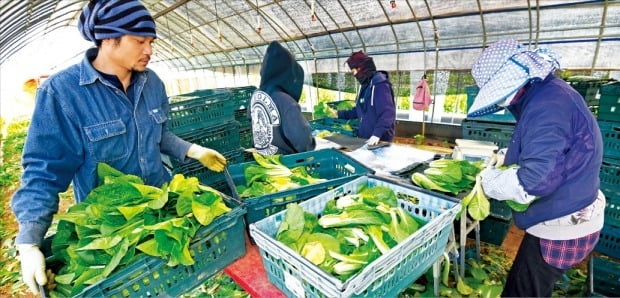 < 귀해진 외국인 노동자 > 경기 고양시의 한 하우스 농가에서 3일 외국인 노동자들이 얼갈이배추를 수확하고 있다.        /고양=김범준 기자 bjk07@hankyung.com 