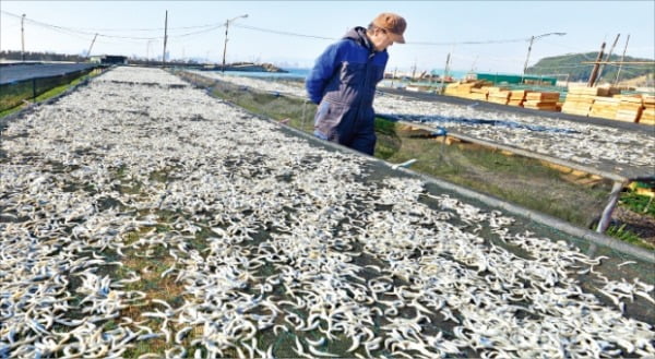 “살이 통통하게 올랐네”…제철 맞은 봄멸치