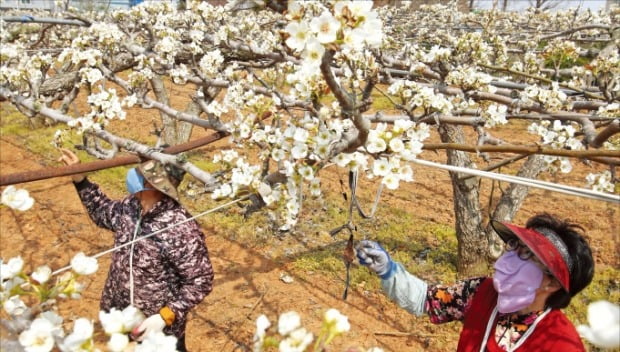 “올 배농사 풍년되길” 