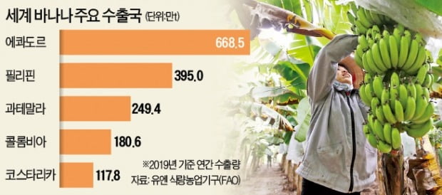 바나나 귀해진다…필리핀 봉쇄로 수출 60% 급감