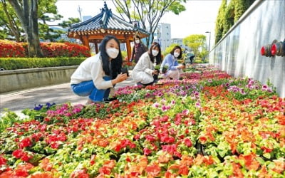 봄꽃 보며 '코로나 블루' 극복하세요