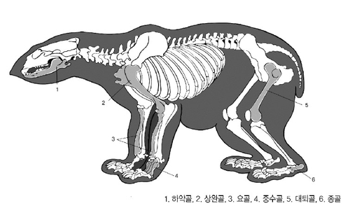 "신라인, 월성 주변서 곰 해체해 가죽 얻고 뼈 버렸다"