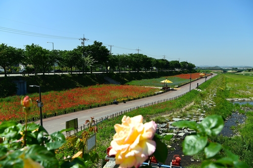 코로나19 장기화 대비…장성군, 내달 황룡강 꽃길축제 취소