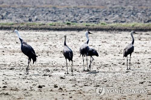 [카메라뉴스] 보령 간척지 찾은 천연기념물 재두루미 무리