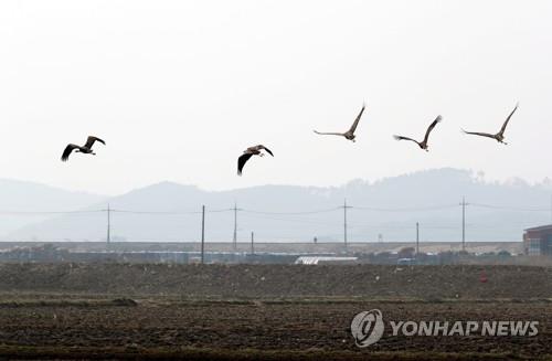 [카메라뉴스] 보령 간척지 찾은 천연기념물 재두루미 무리