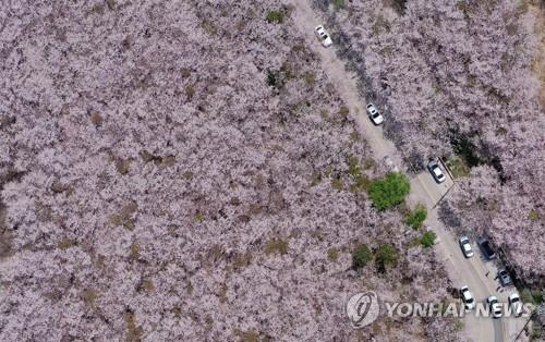 코로나19 기세 주춤…전국 봄꽃 명소·유원지 오랜만에 활기