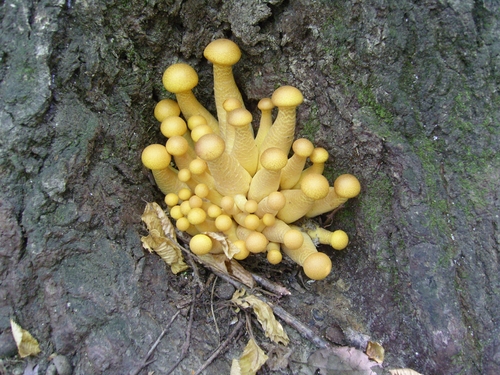 독버섯 '갈황색 미치광이 버섯'에 폐암·전립선암 억제물질