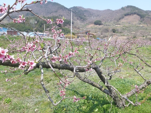 순천 매실·봉숭아 농가 저온 피해…농민회 "대책 마련해야"