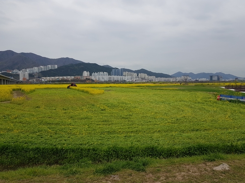 축제 취소도 모자라…부산 대저생태공원 유채꽃밭 갈아엎어