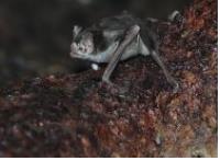 코로나 옮기는 흡혈박쥐, 유입주의 생물 지정…불법반입 처벌